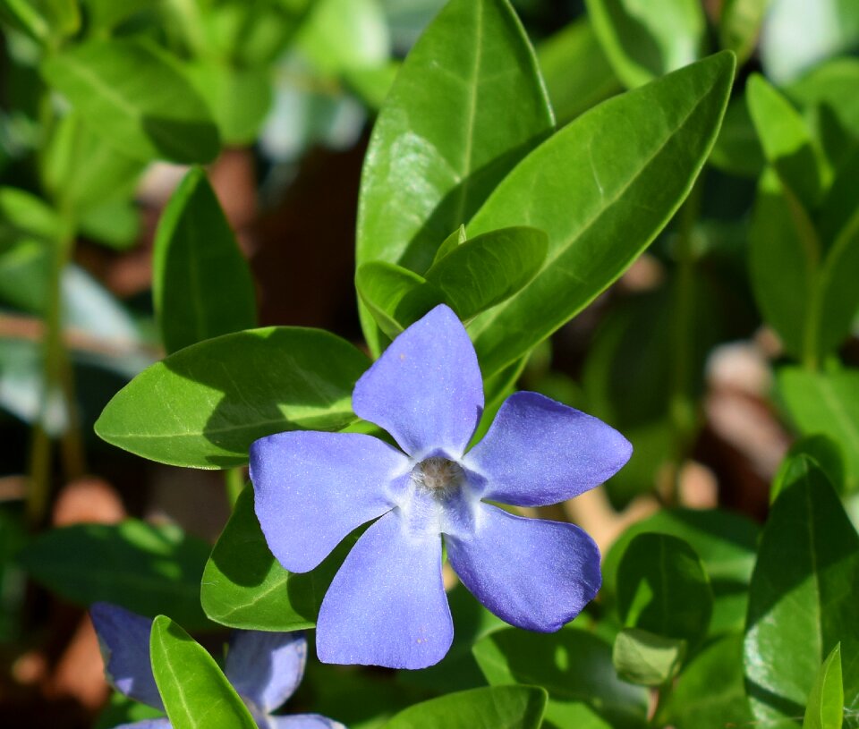 Bloom plant nature