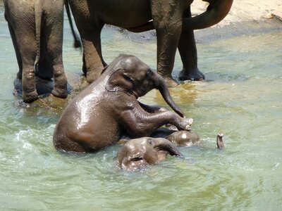 Young elephants sri lanka swim