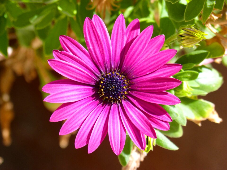 Purple flower petals detail