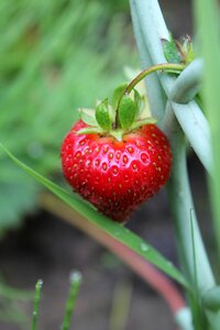 Red berry red strawberry ripe strawberry