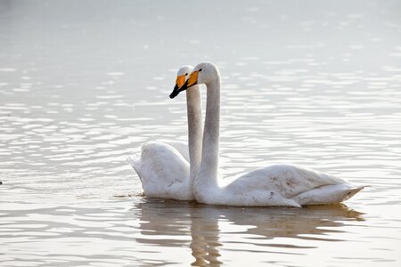 Swan animal natural