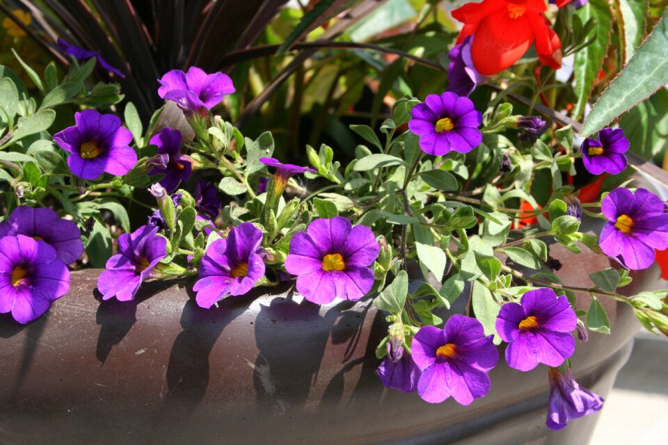 Decor flower pot flowers in pots photo