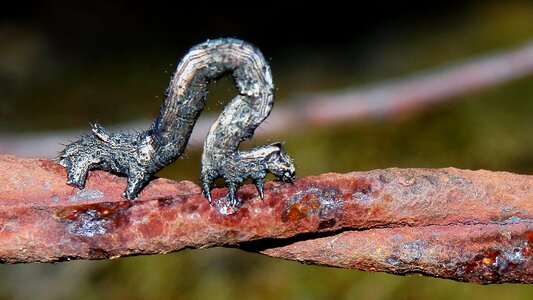 Macro wildlife creature