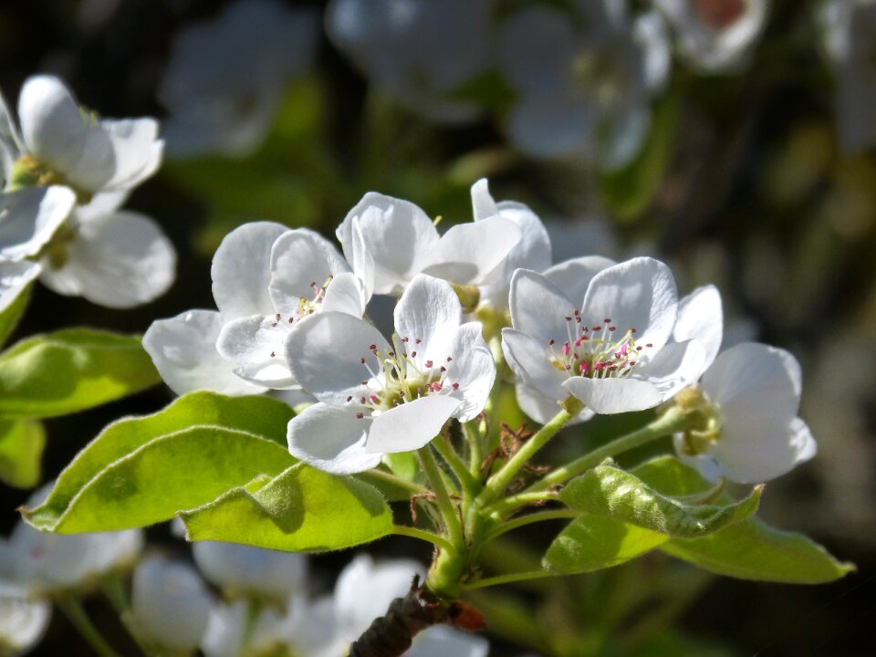 Flowering tree detail spring