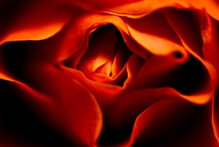 Rose orange petals photo
