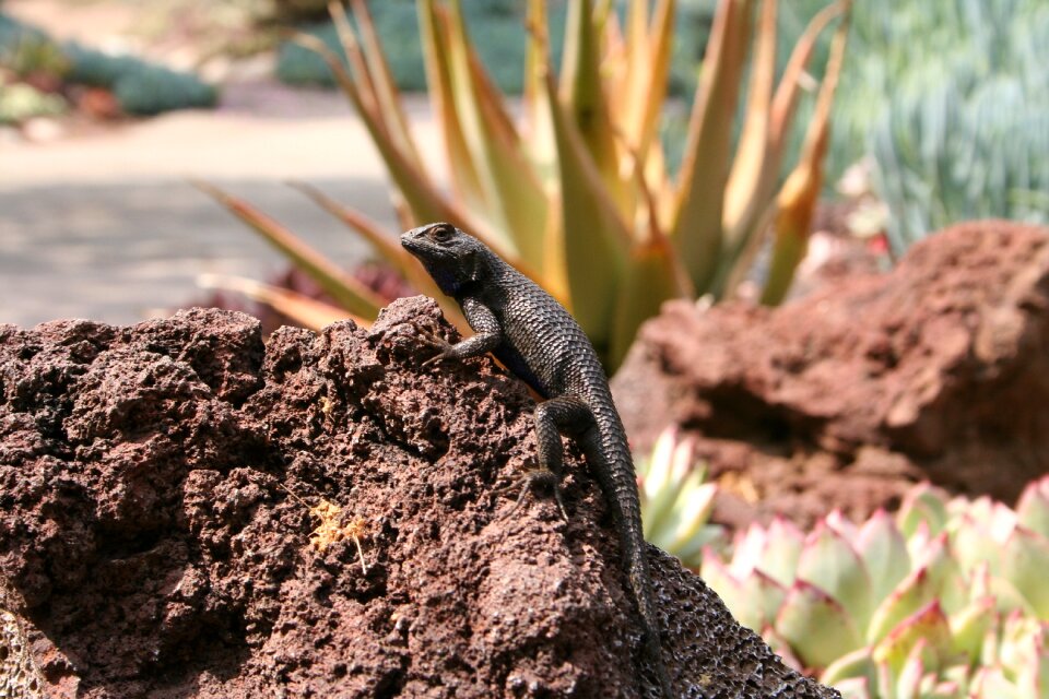 Reptile animal wild