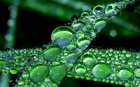Liquid grass smooth