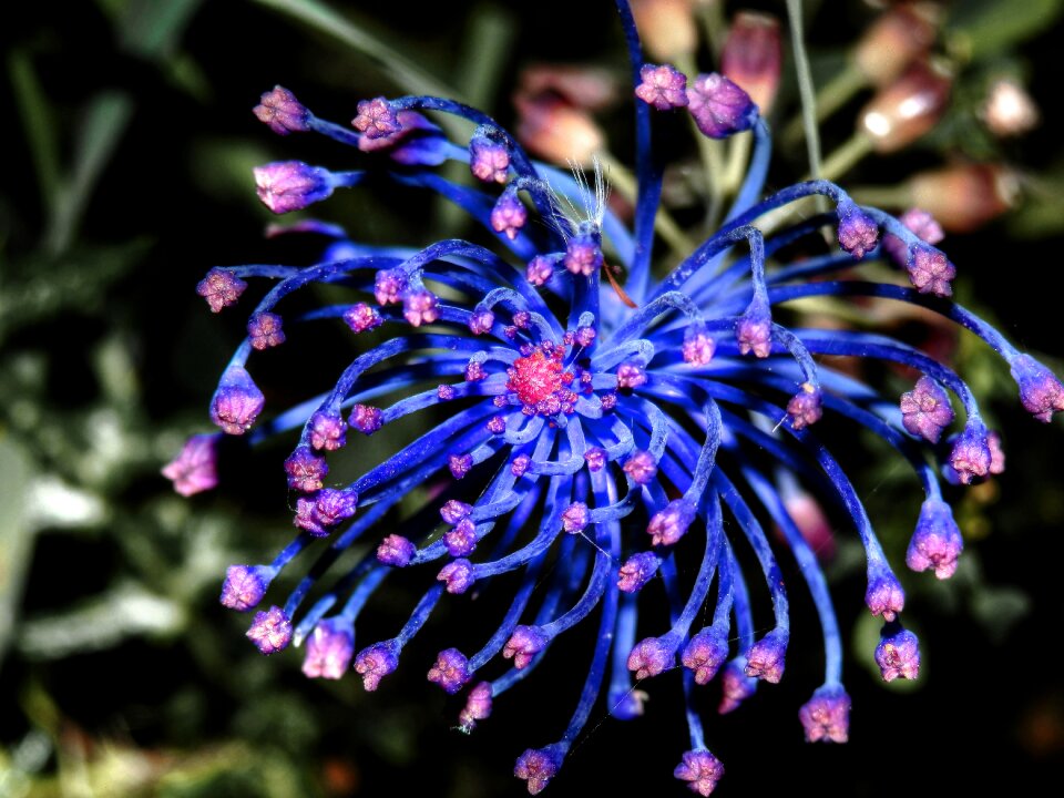 Nature floral spring