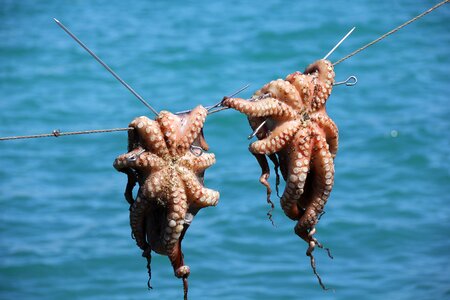 Fish sea fishing