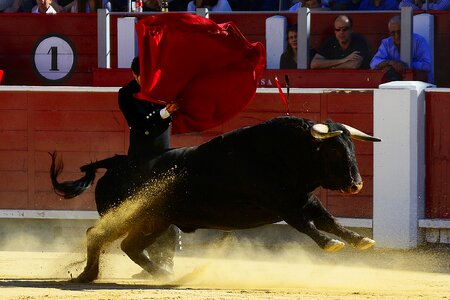 Albacete matador plaza toros photo