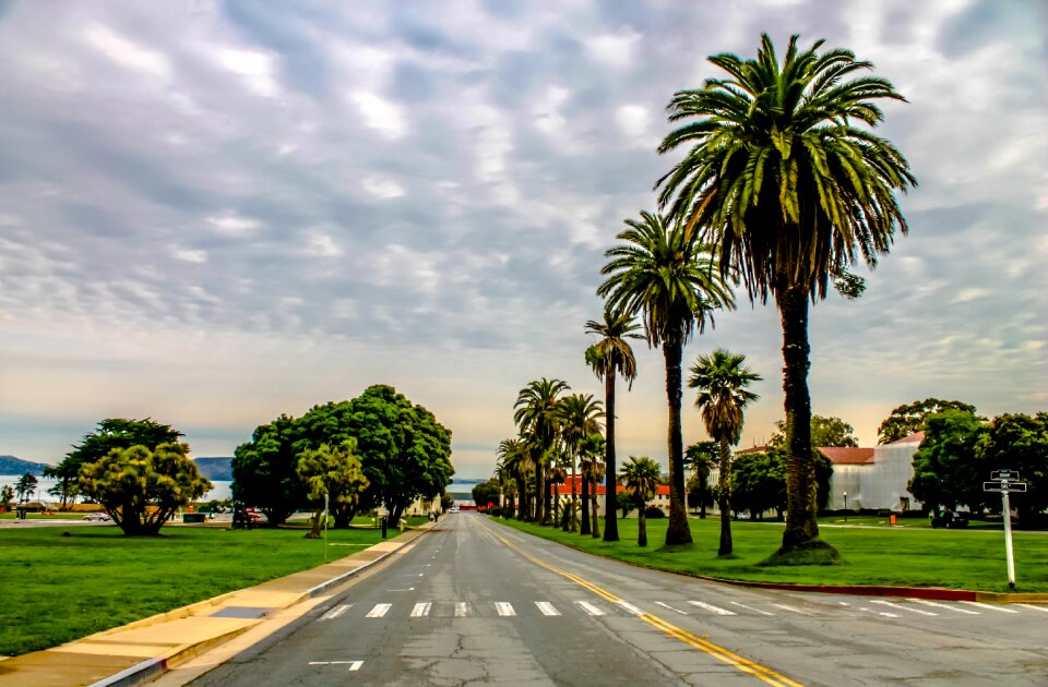 California tree travel
