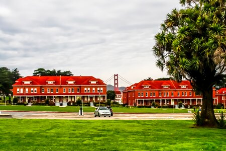 California tree travel