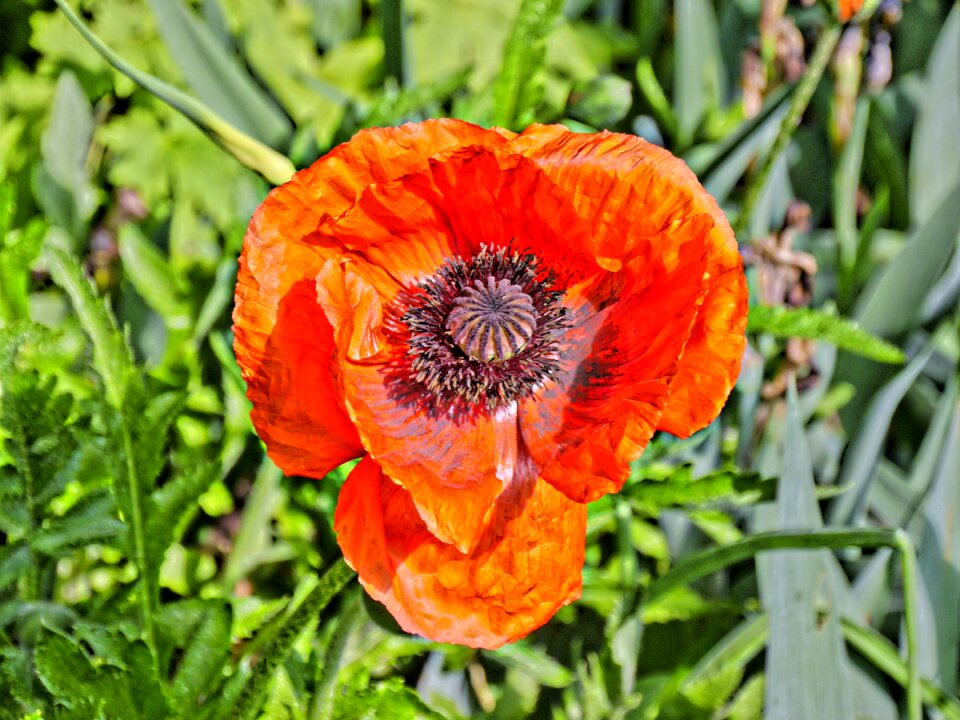 Bloom flower red