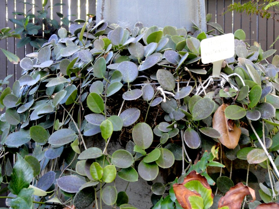 Hoya australis - Balboa Park Botanical Building - DSC06782