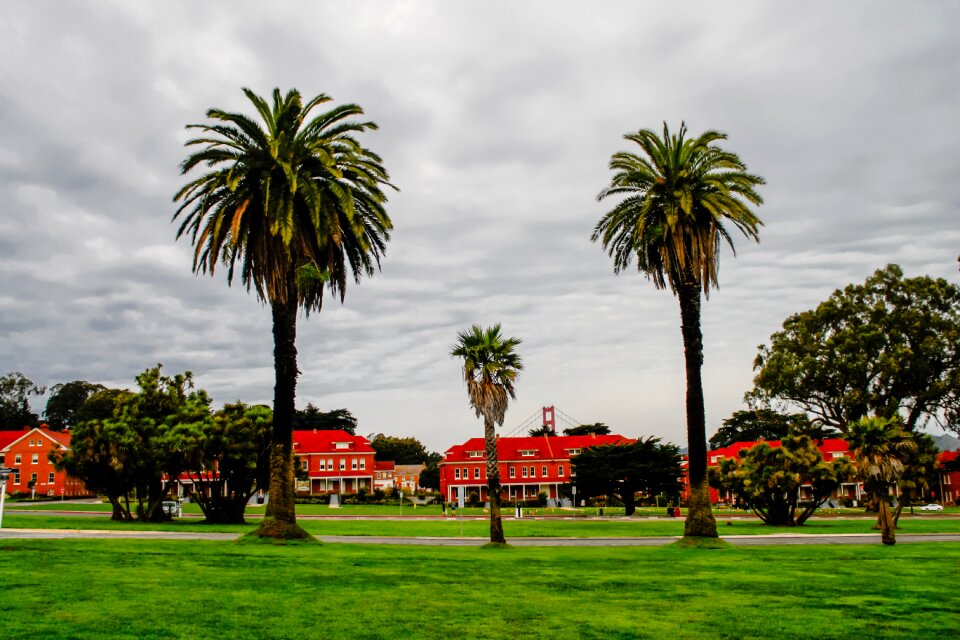 California tree travel