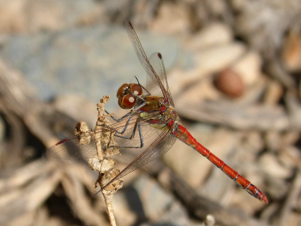 I odonado winged insect branch