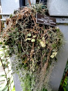 Hoya caudata - United States Botanic Garden - DSC09618