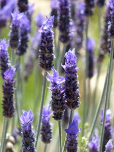 Espígol aromatic plants lavender flower photo