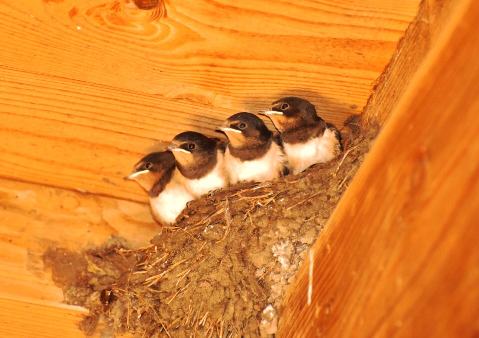 Bird breed swallow's nest