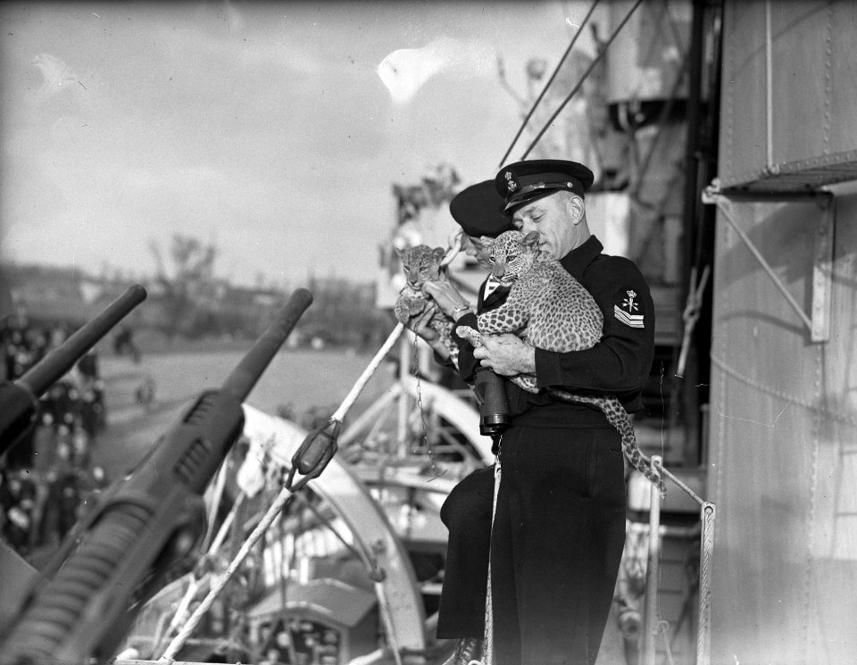 Hr. Ms. Evertsen terug in Den Helder. Bemanningsleden met luipaard welpen, Bestanddeelnr 902-5458