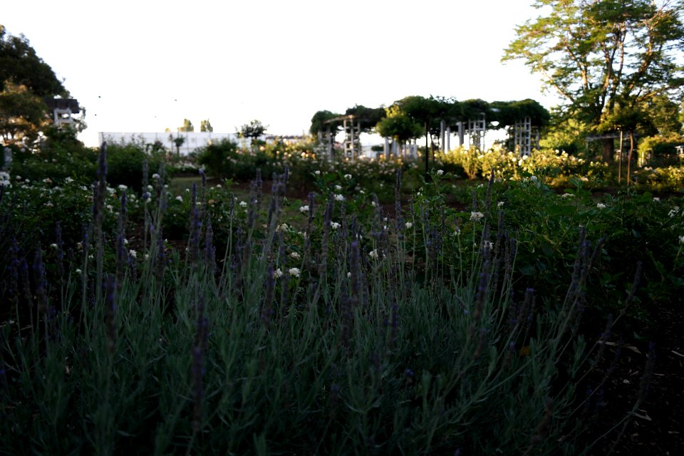 House of Representatives Garden, Parliament House Gardens 029