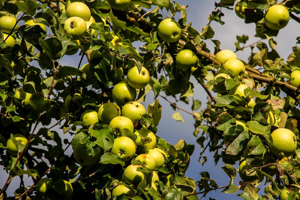 Fruit green apple harvest