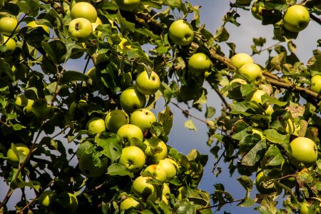 Fruit green apple harvest