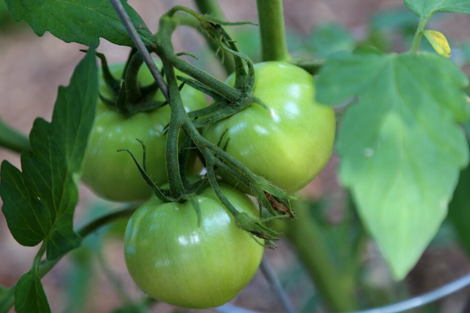 Green green tomatoes tomatoes