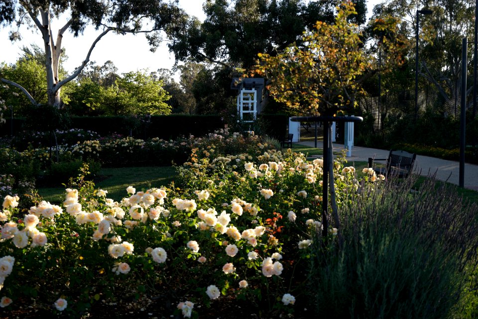 House of Representatives Garden, Parliament House Gardens 024