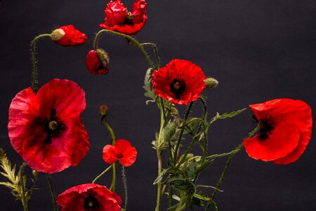 Klatschmohn poppy flower red