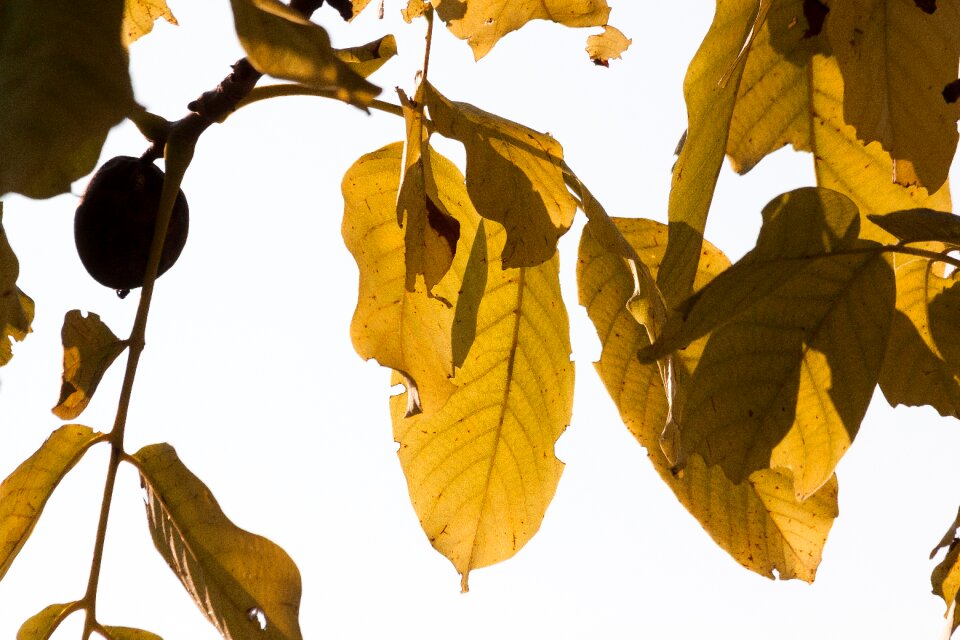 Walnut fall foliage leaves