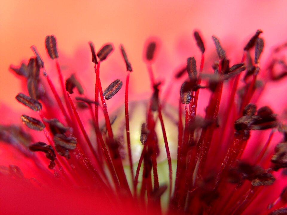 Poppy flower red