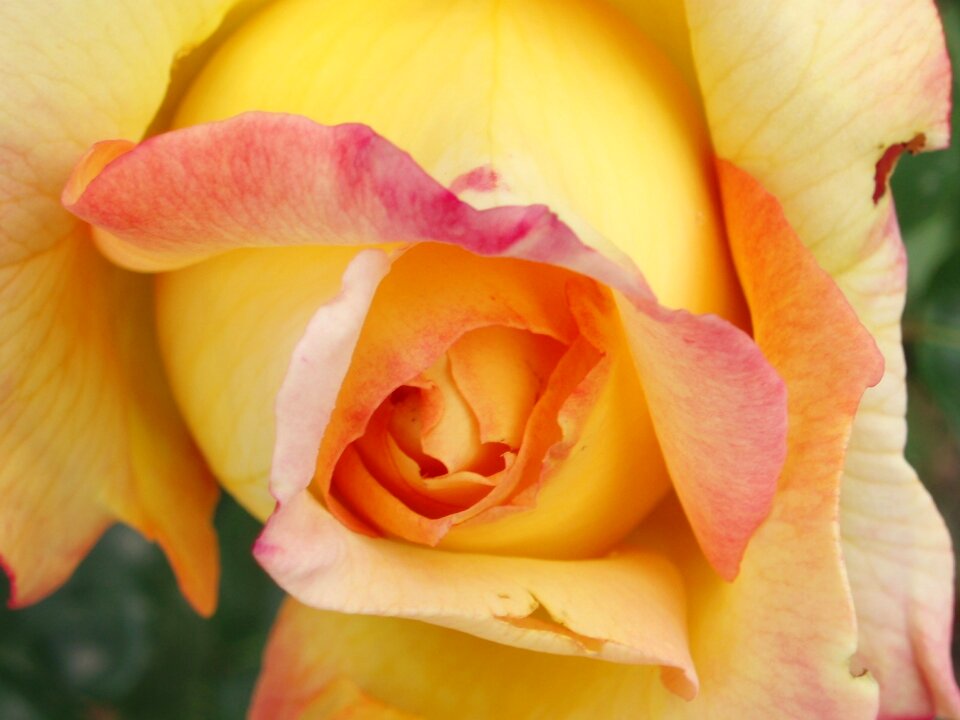 Petals nature yellow roses