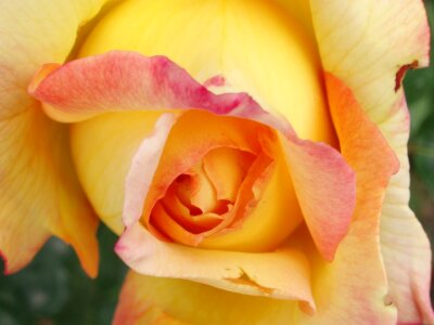 Petals nature yellow roses