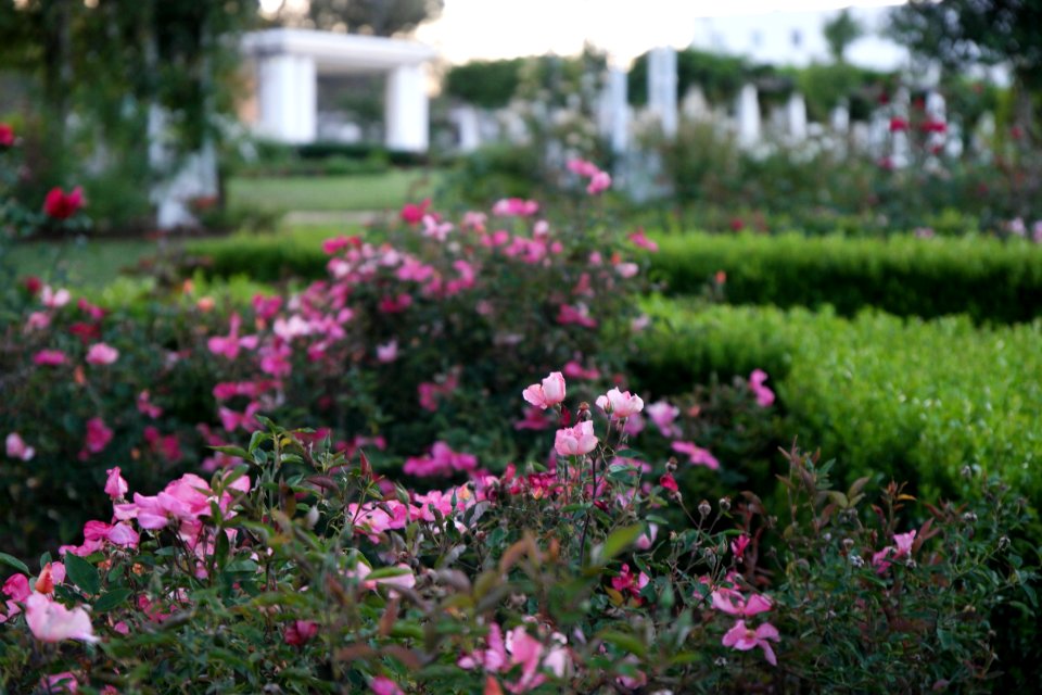 House of Representatives Garden, Parliament House Gardens 037