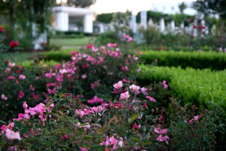 House of Representatives Garden, Parliament House Gardens 037