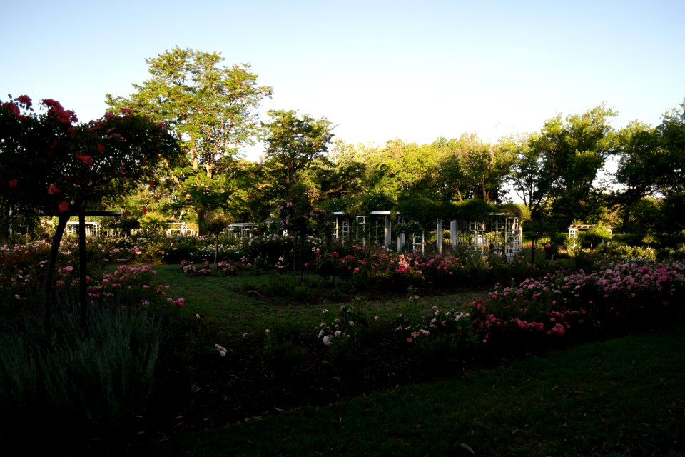 House of Representatives Garden, Parliament House Gardens 027
