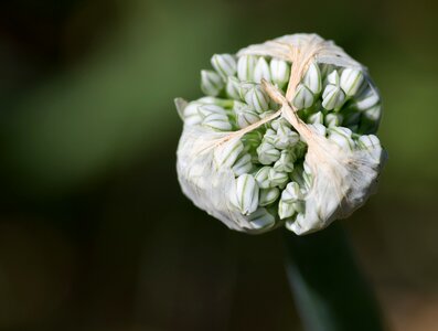 Flowering botany onion flower