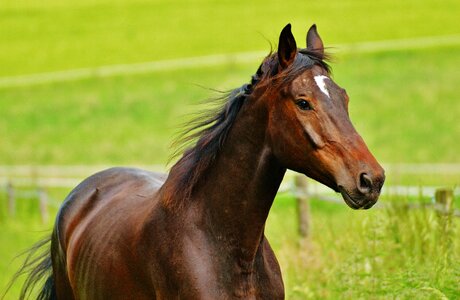Eat paddock brown