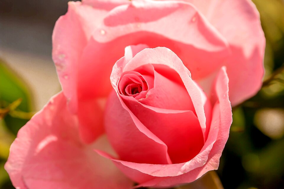 Blossom bloom pink