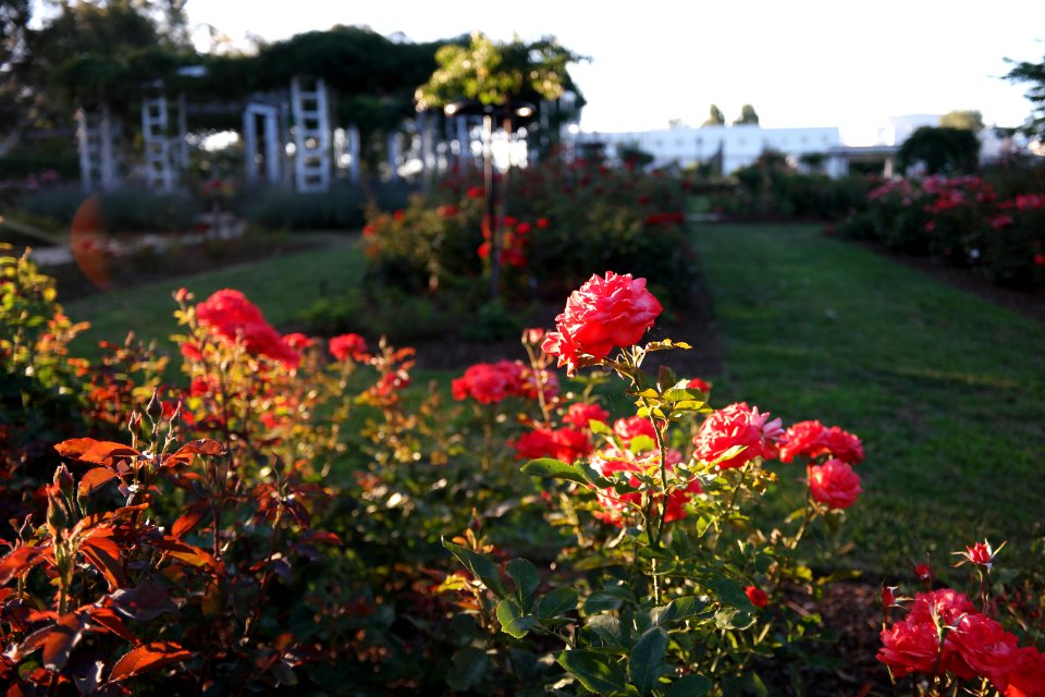 House of Representatives Garden, Parliament House Gardens 031