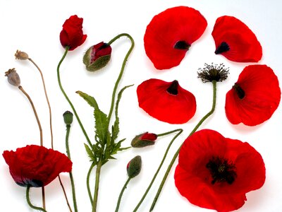 Klatschmohn poppy flower red
