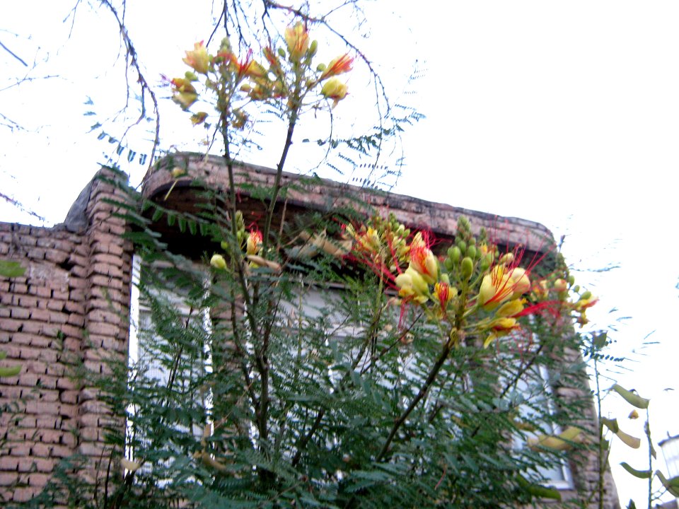 Houses and tree - Nishapur 3