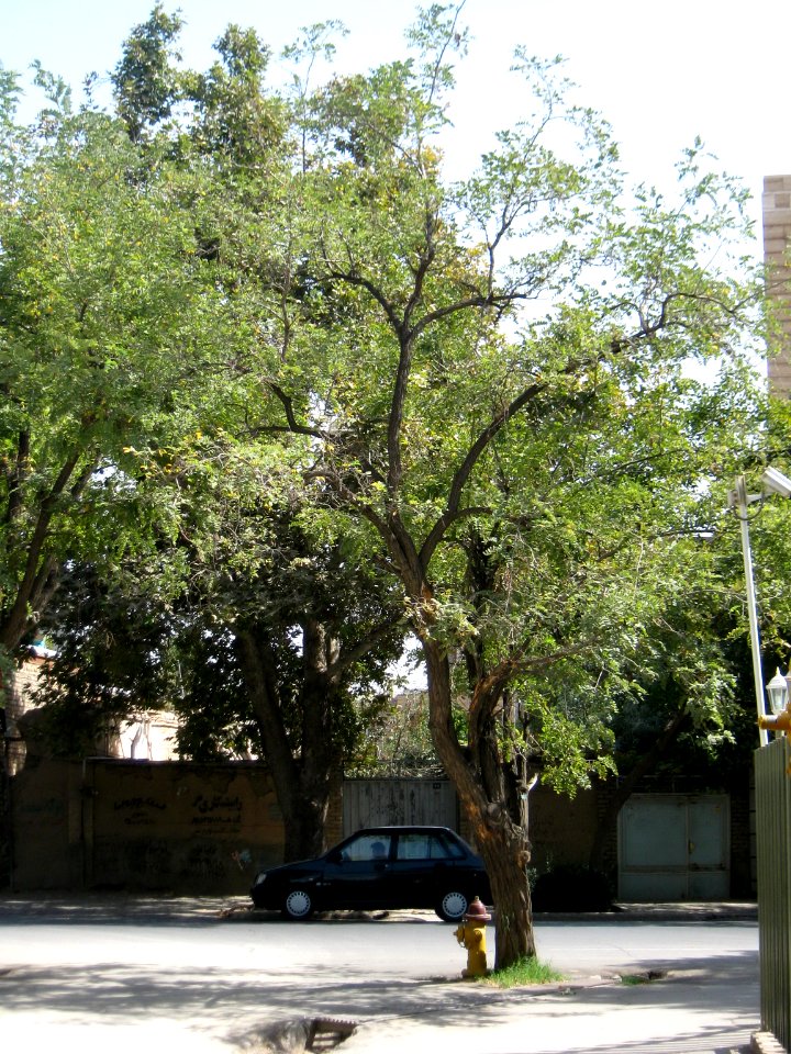 Houses and tree - Nishapur 4