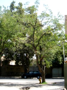 Houses and tree - Nishapur 4