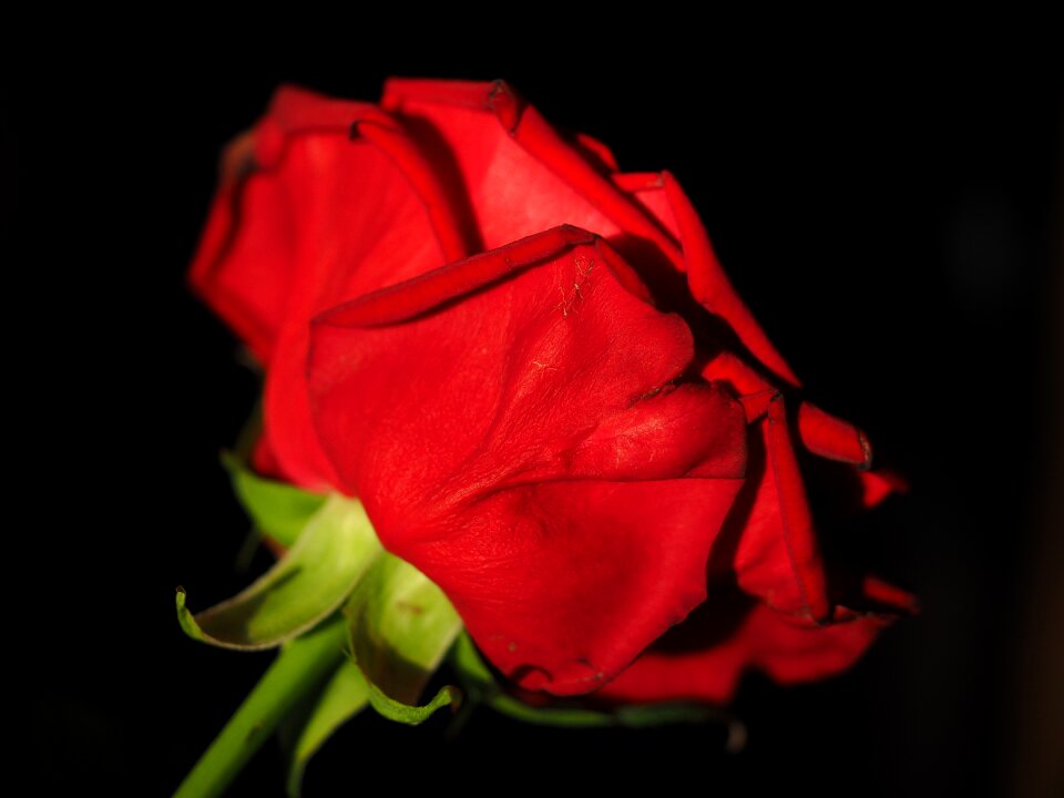 Blossom bloom red rose