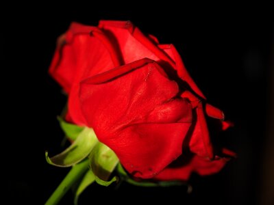 Blossom bloom red rose