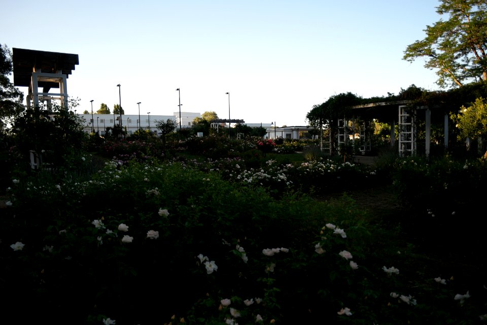 House of Representatives Garden, Parliament House Gardens 028