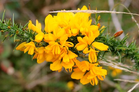 Whin yellow flower photo