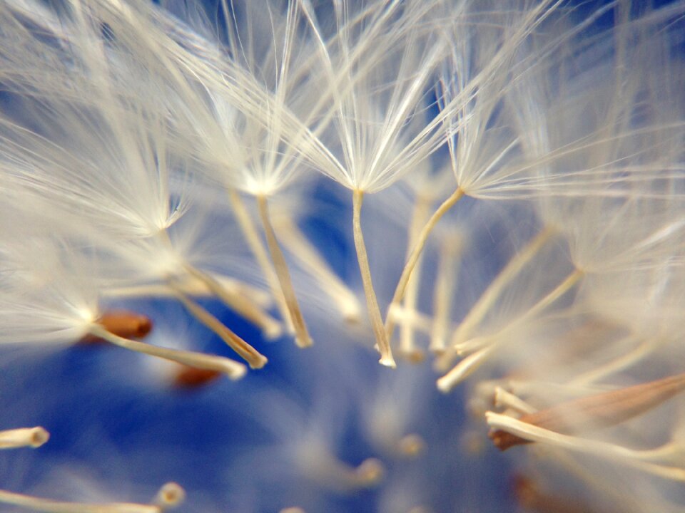Dandelion flower light
